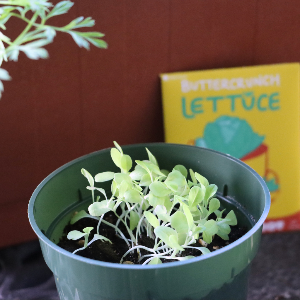 Buttercrunch Lettuce Seeds (Heirloom)