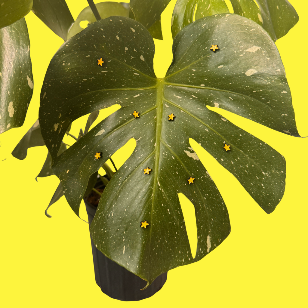 Mini Star (Magnetic Plant Charm)