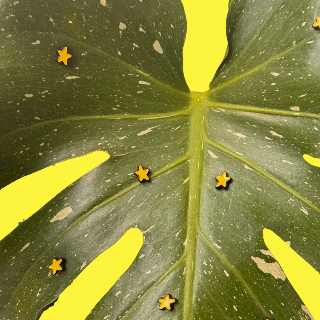 Mini Star (Magnetic Plant Charm)