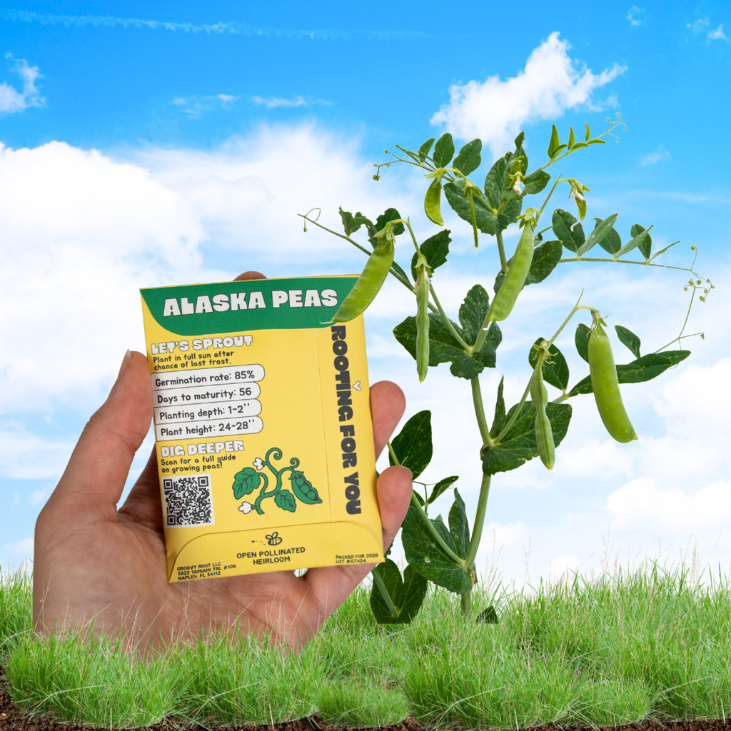 A hand holds a yellow and green seed packet of Alaska Peas to a live pea plant with green pods under a blue sky with clouds.