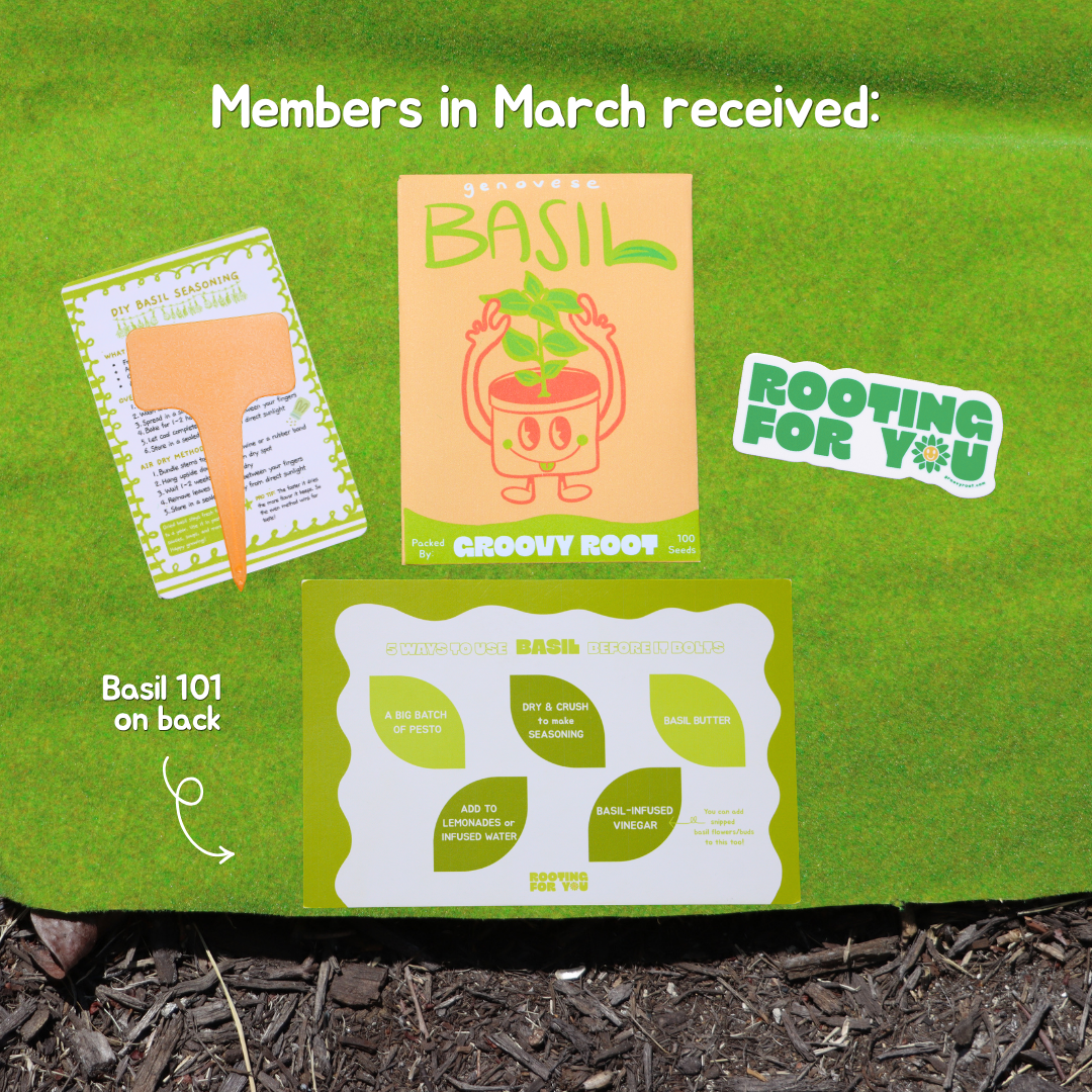 Groovy Root basil seedling kit with instructions on a green background