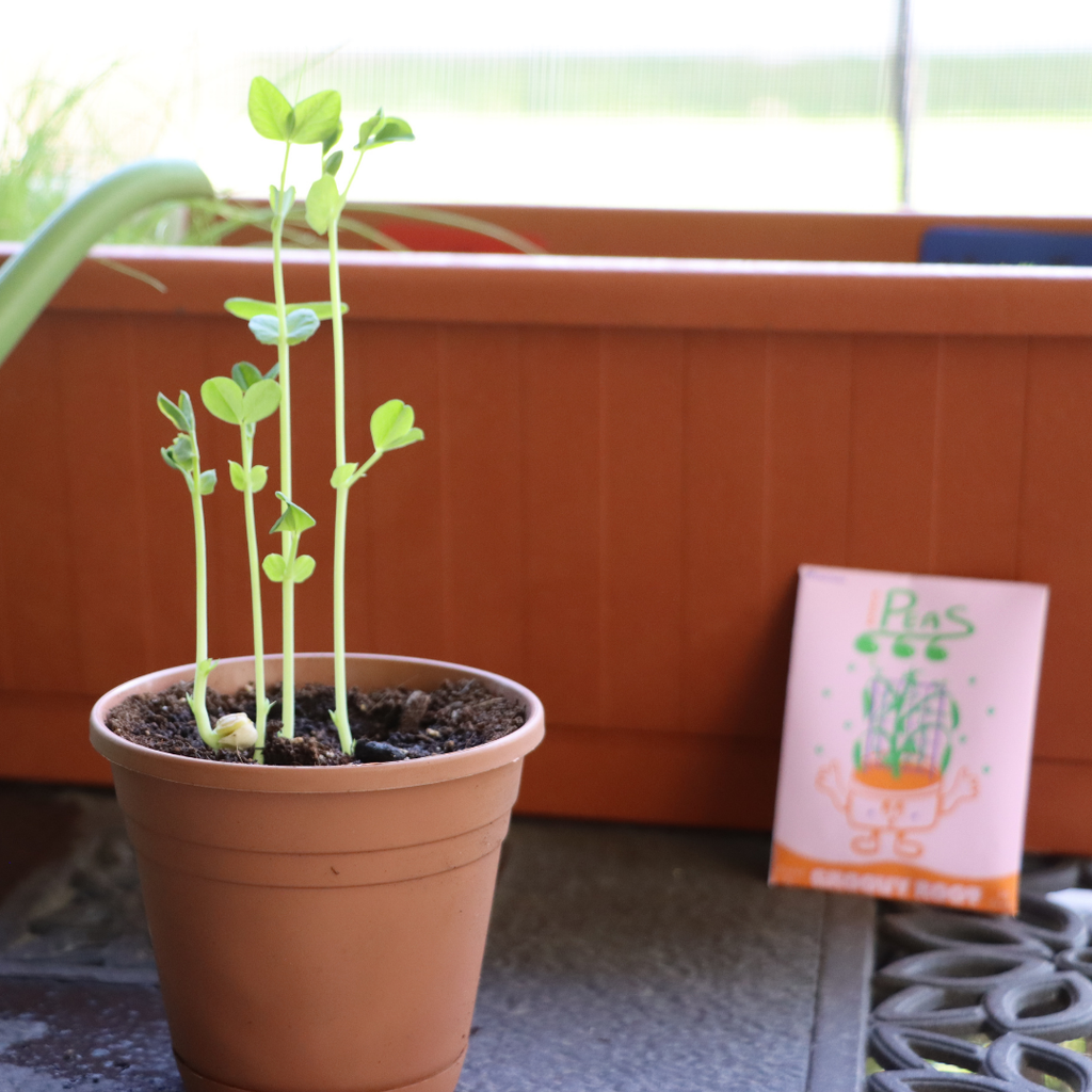 Potted plant with seedling next to a packet of seeds on a windowsill.