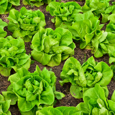 Close-up of green lettuce plants growing in a garden