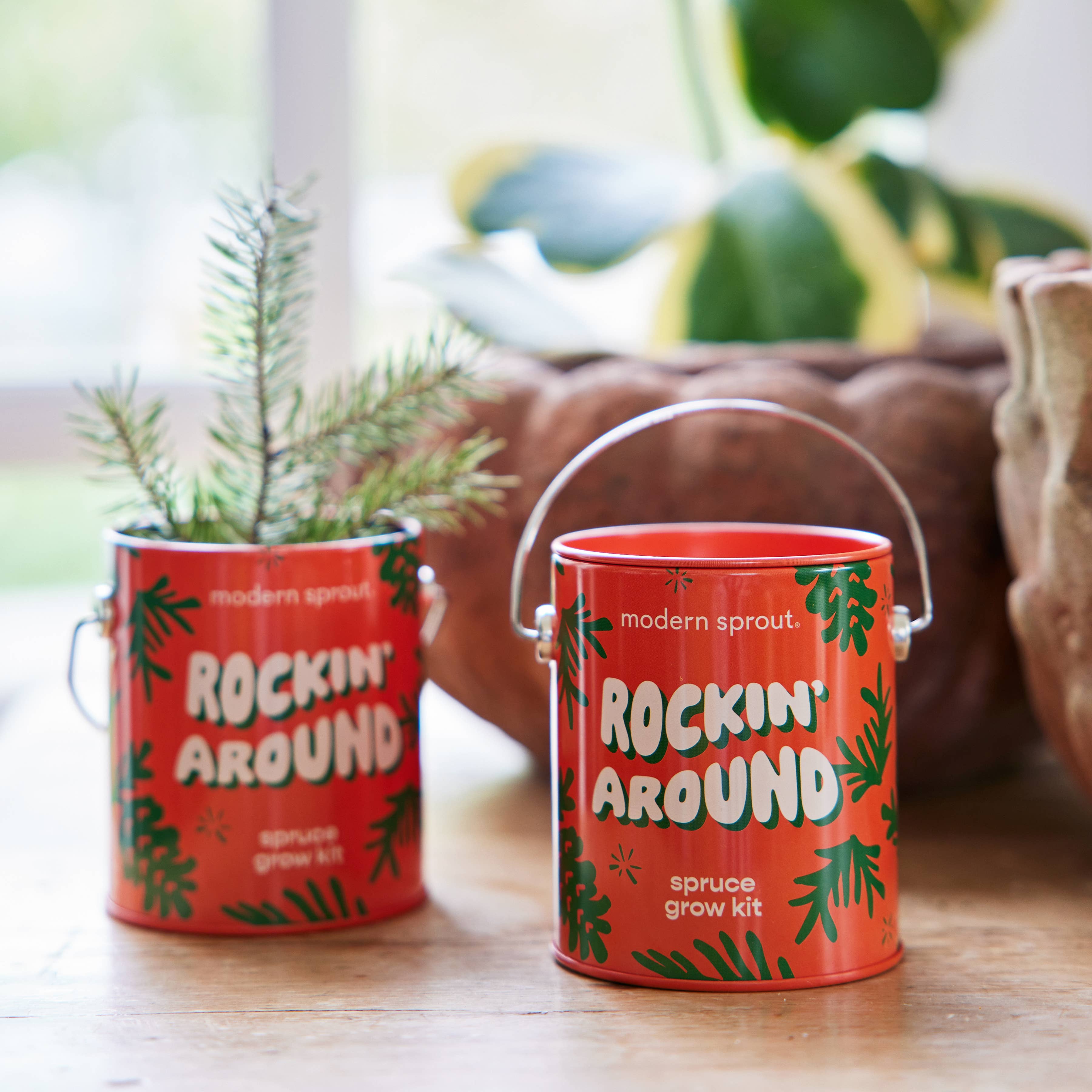 Rockin' Around Spruce Grow Kit