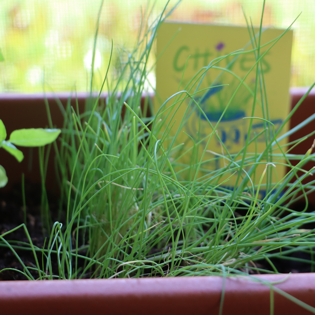 Close-up of green plants in a pot with a blurred background
