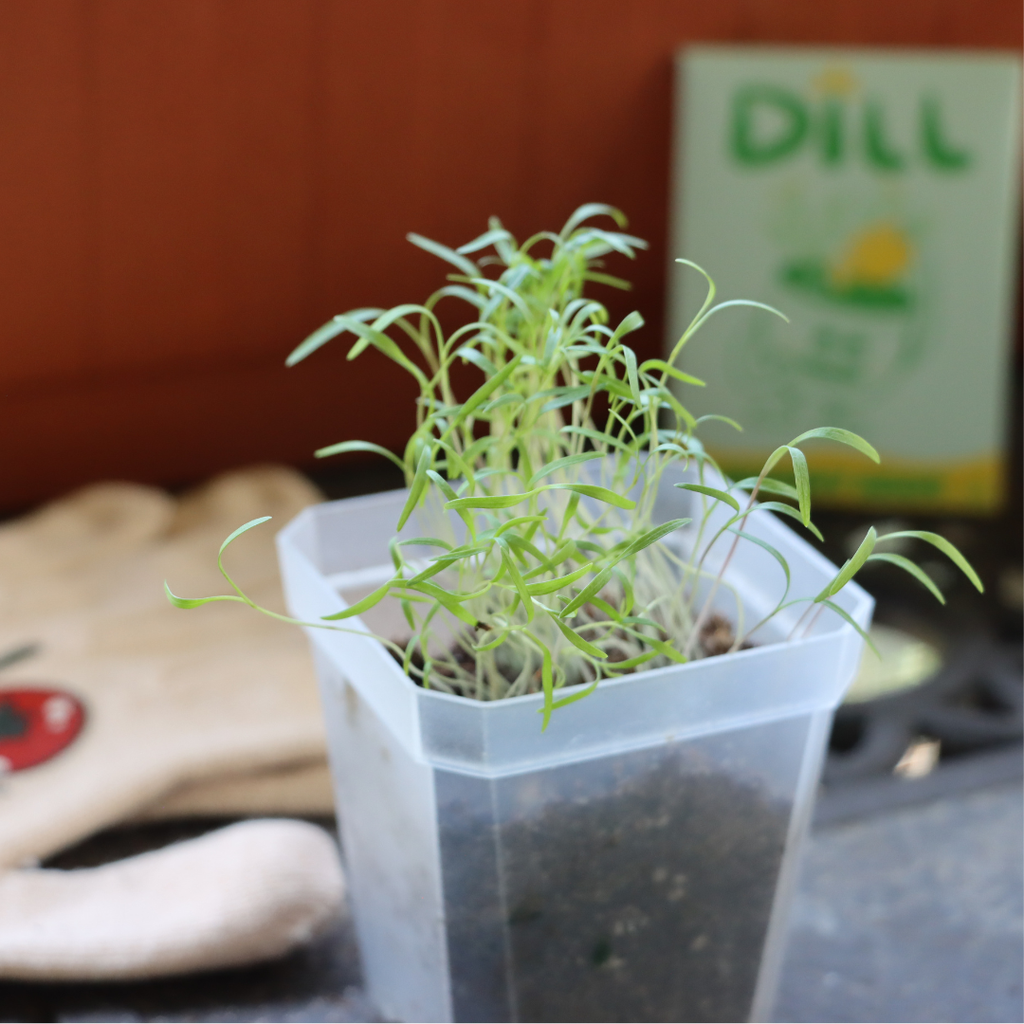 Small potted plant in a clear container with a blurred background