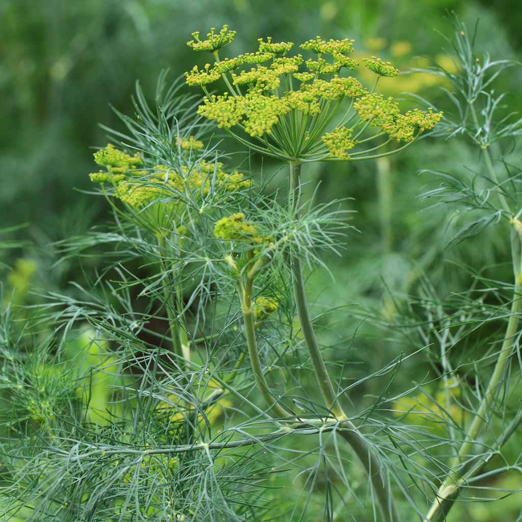 Close-up of a dill plant with green leaves and yellow flowers.
