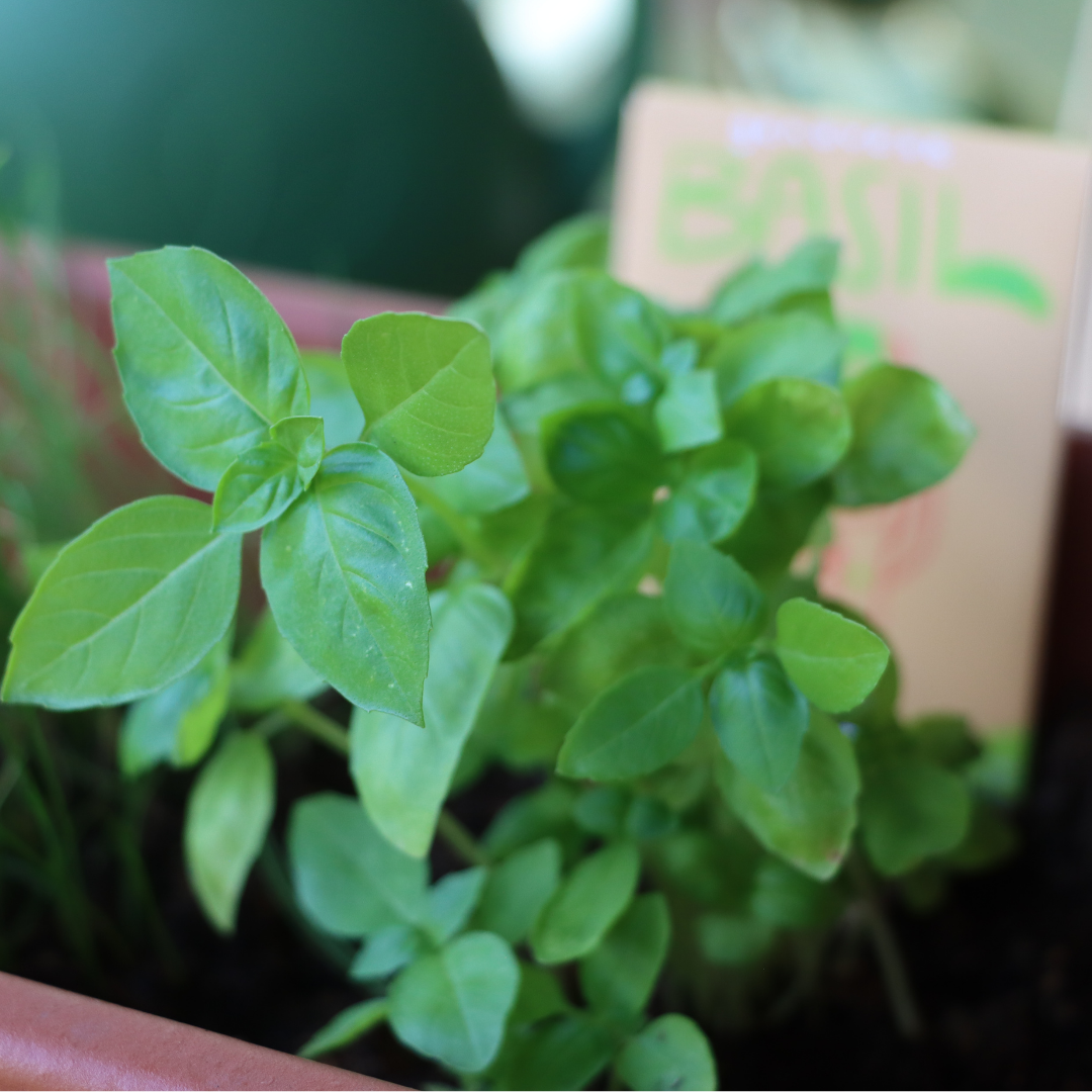 Close-up of green leafy plants with a blurred background