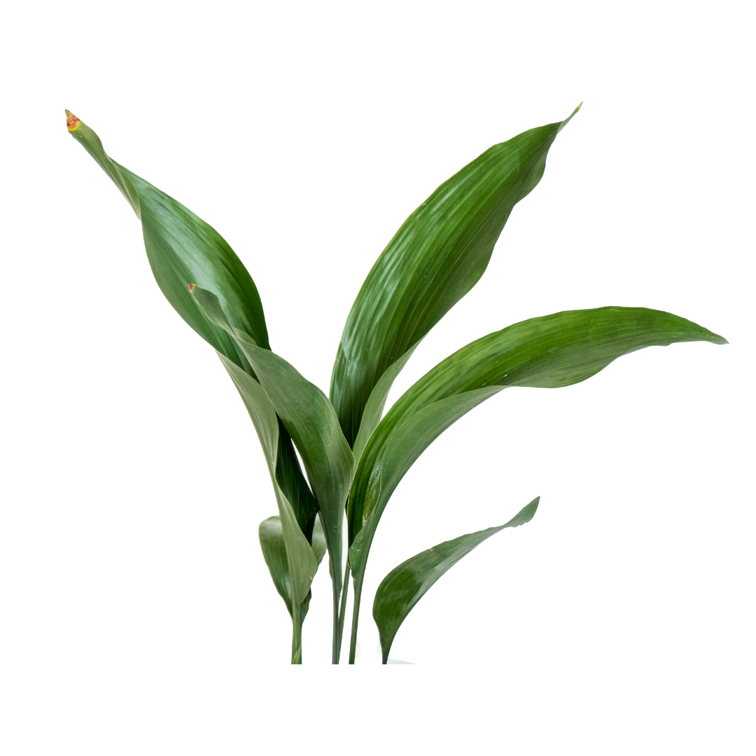 Green leaves on a white background