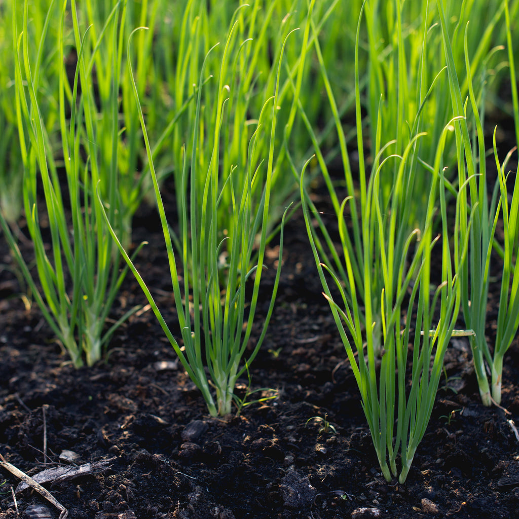 Young green chive herb growing in soil
