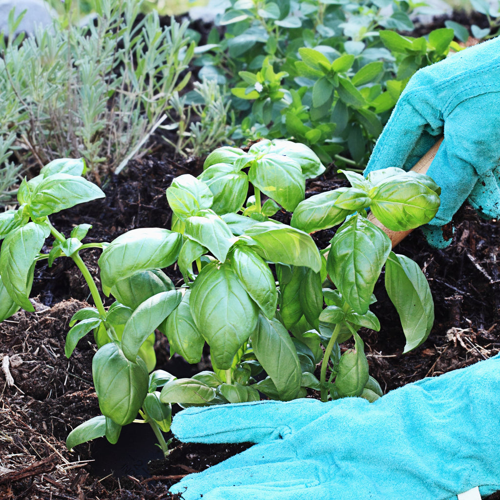 Person wearing green gardening gloves tending to basil in a garden