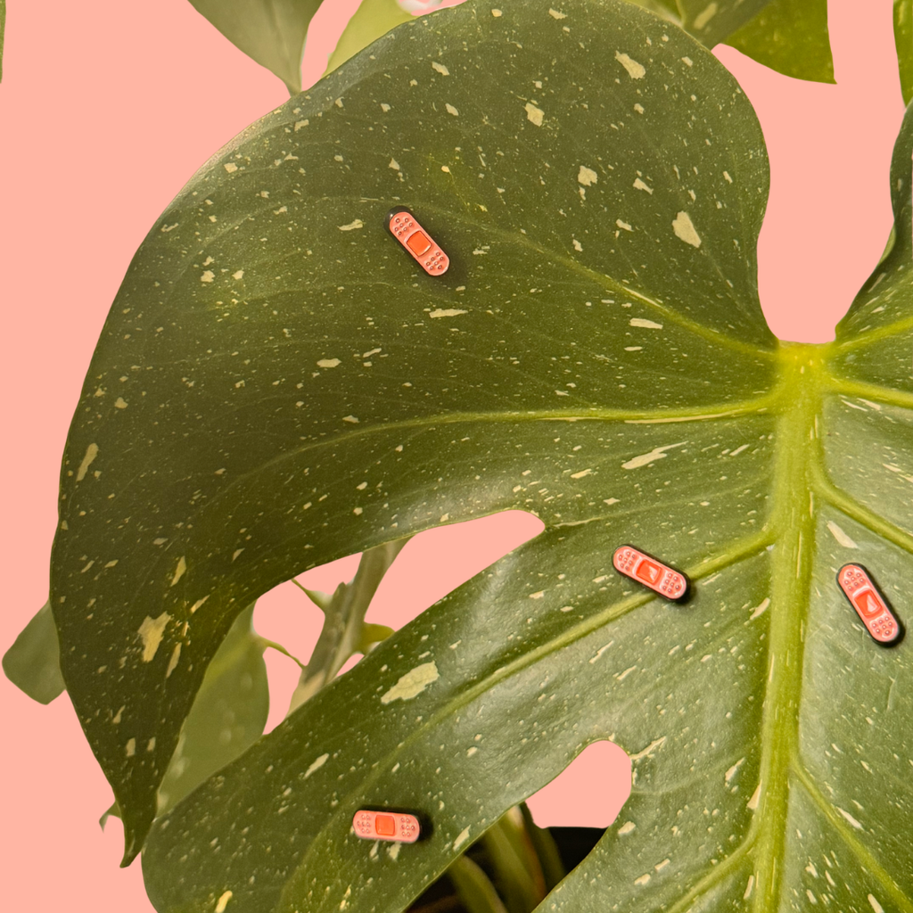 Close-up of a large green leaf with tiny magnetic bandages on a pink background