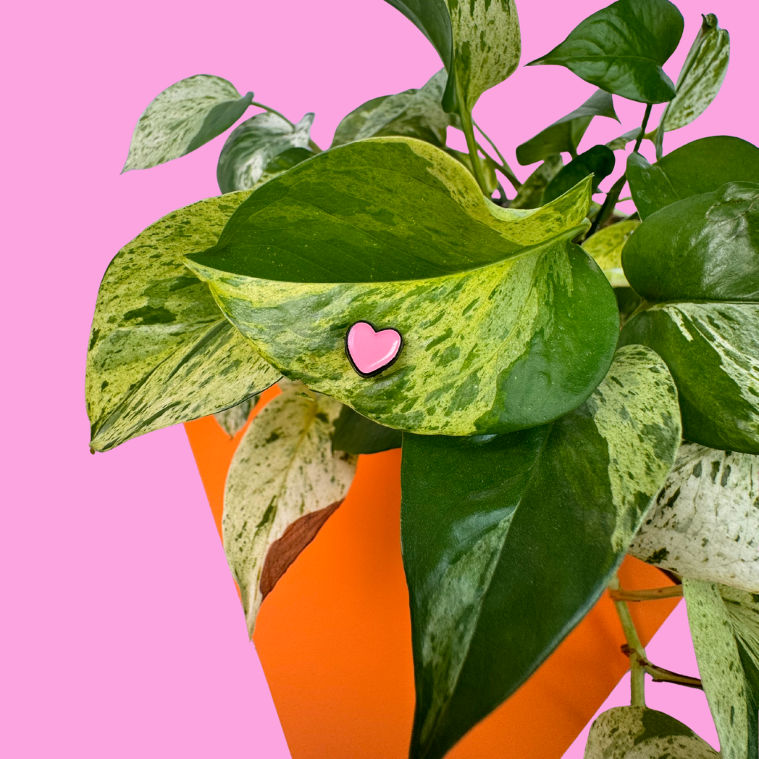 Green leafy plant with a pink heart-shaped object on a pink background