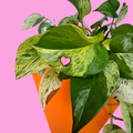 Green leafy plant with a pink heart-shaped object on a pink background
