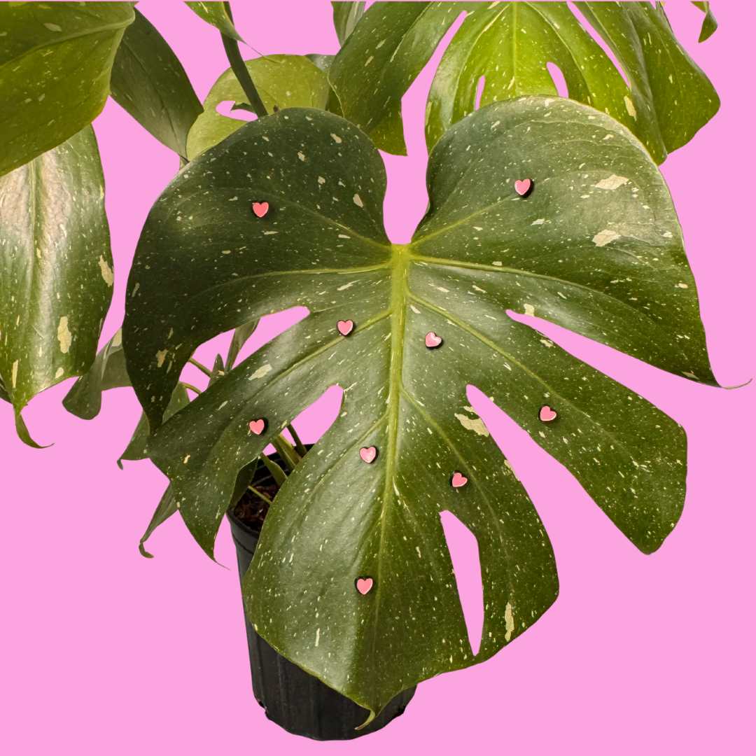 Green potted plant with heart-shaped decorations on a pink background
