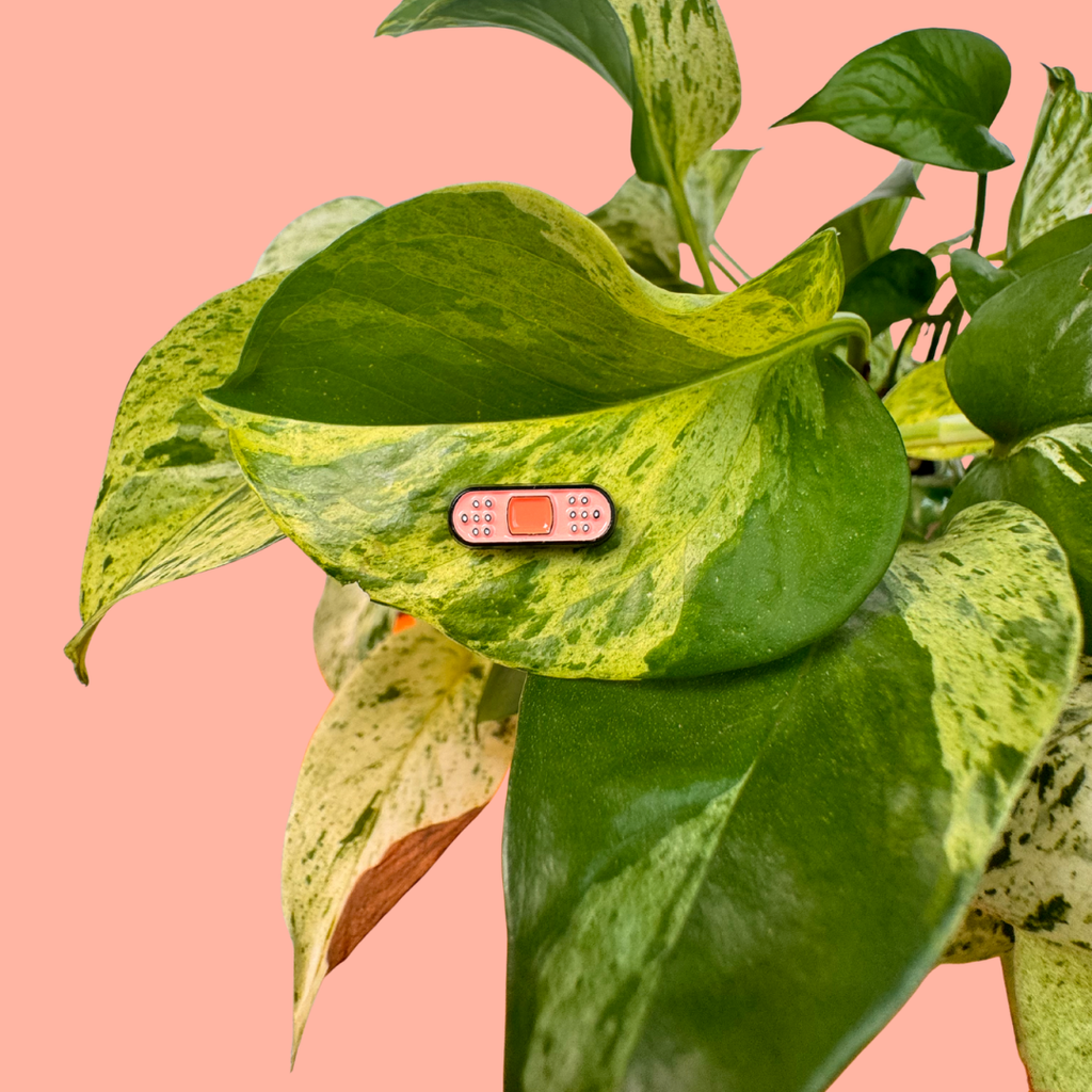 Green leafy plant with a small pink and orange bandage on a pink background