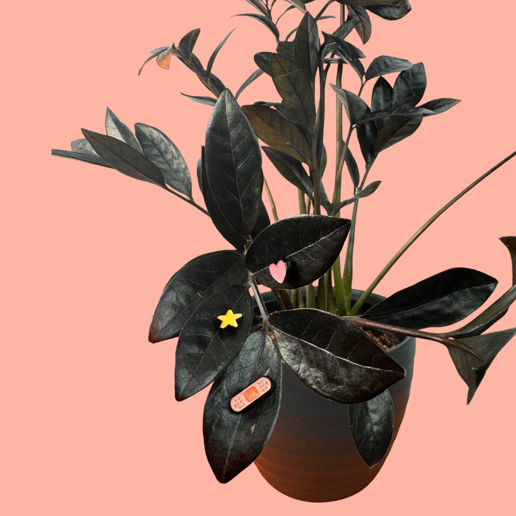 Potted plant with dark leaves on a pink background