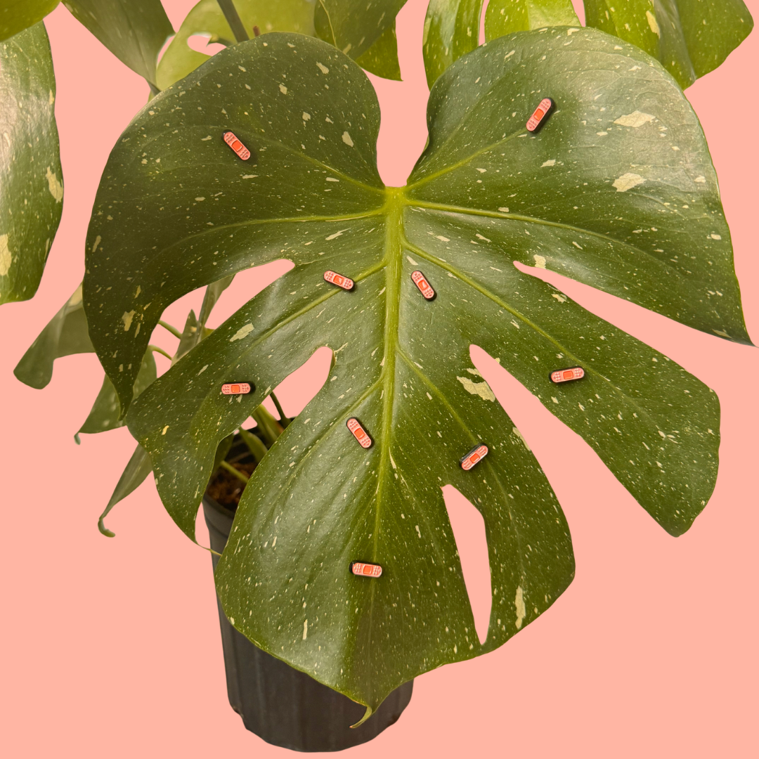 Green leafy plant with tiny bandage magnets on the leaves.