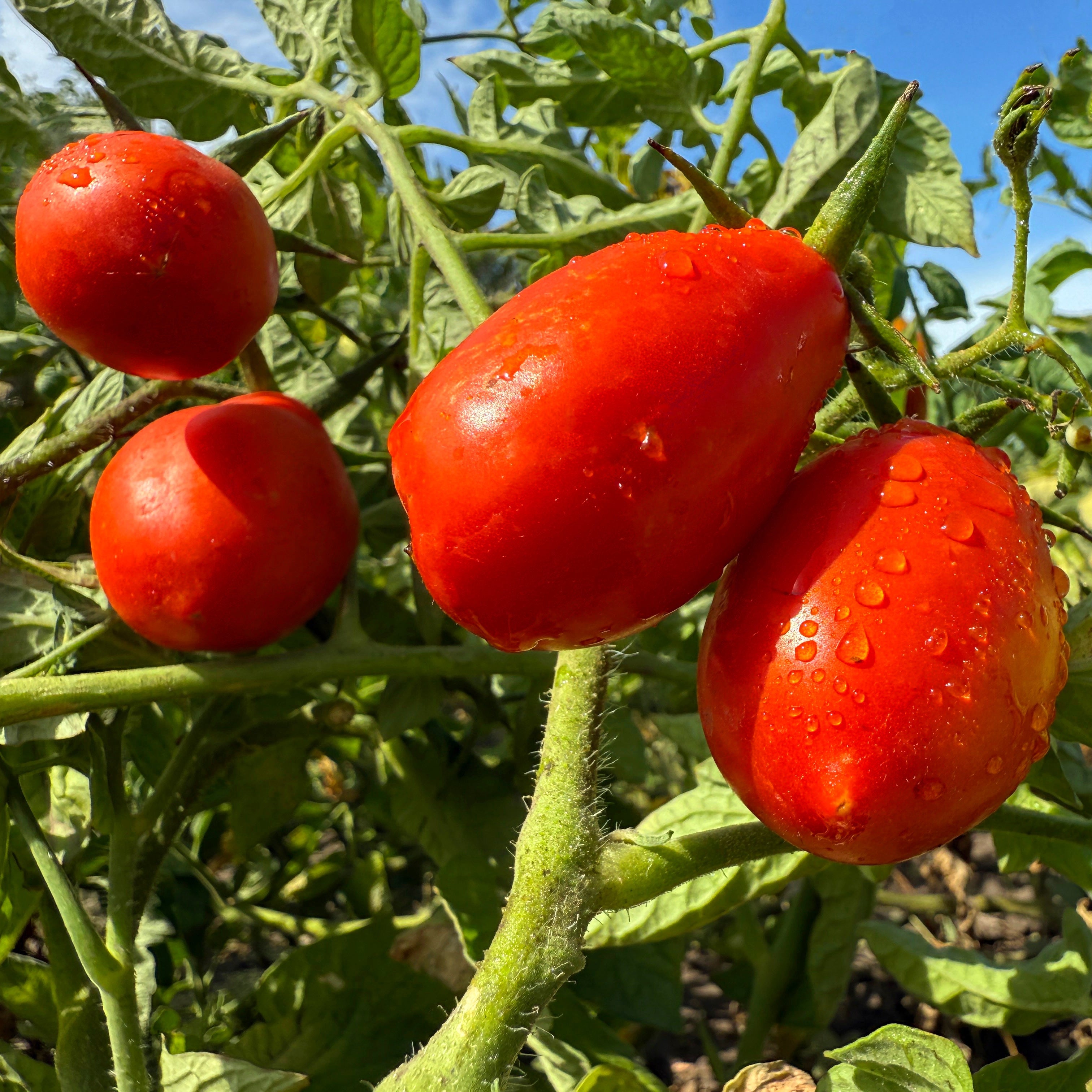 Red tomatoes on a vine with green leaves against a blue sky.