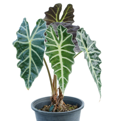 Potted Alocasia plant with large green leaves on a white background