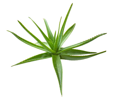 Green aloe vera plant on a white background