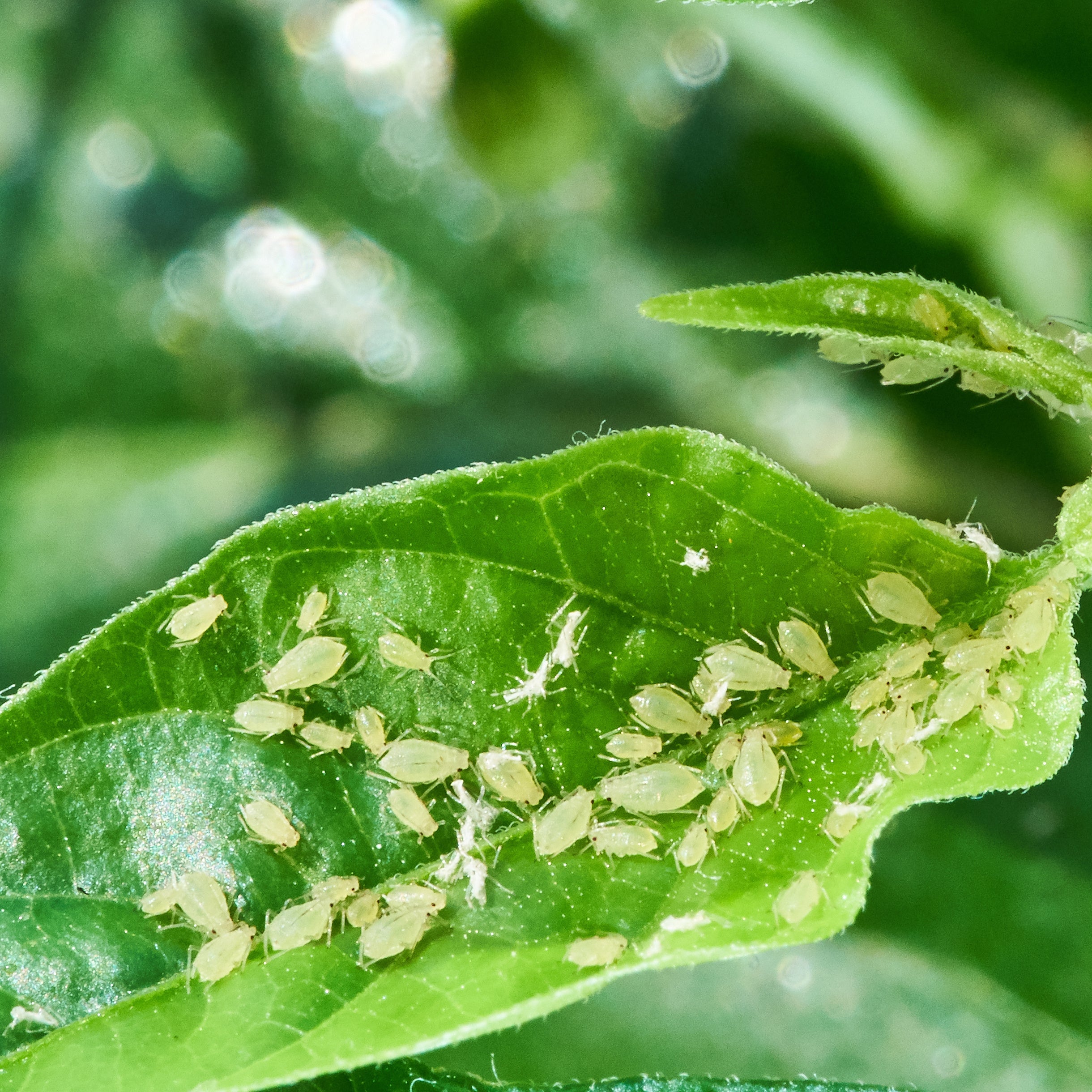 Green aphids on a leaf with a blurred green background