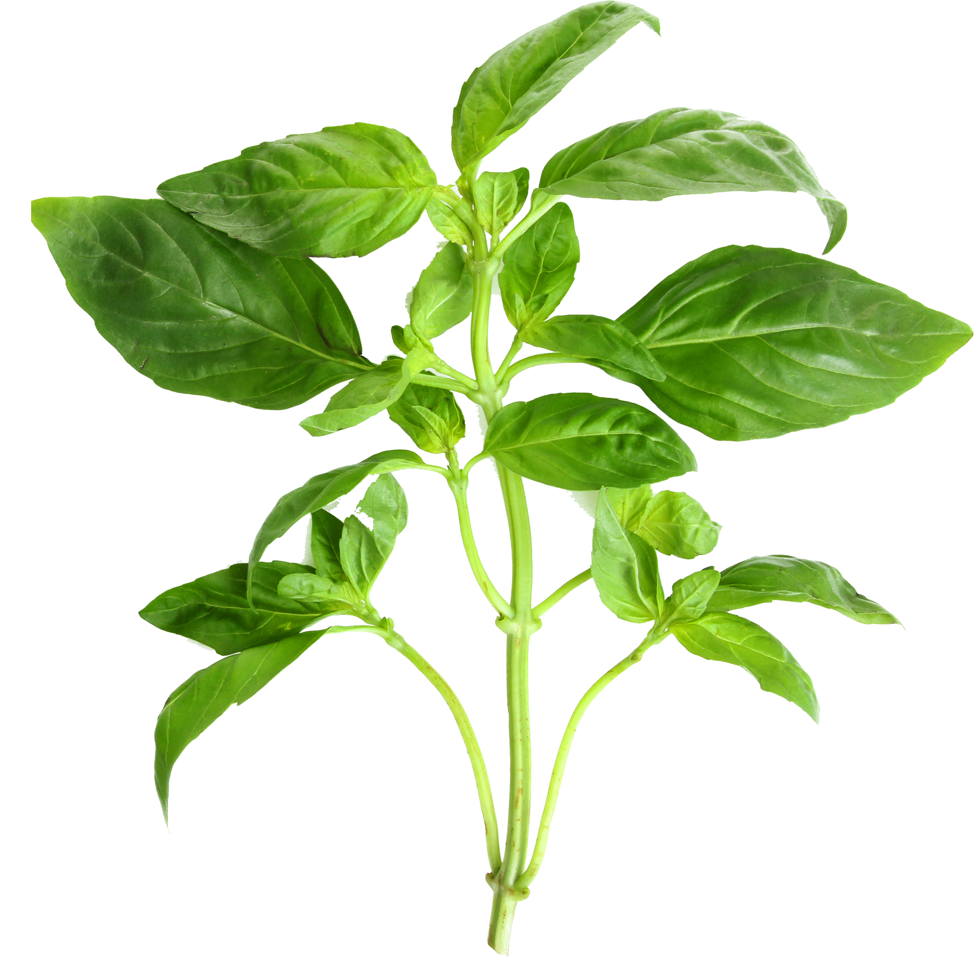 Basil plant on a white background