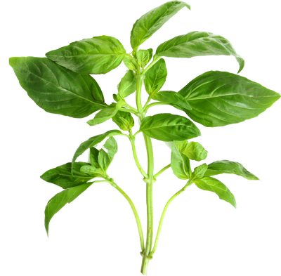 Basil plant on a white background