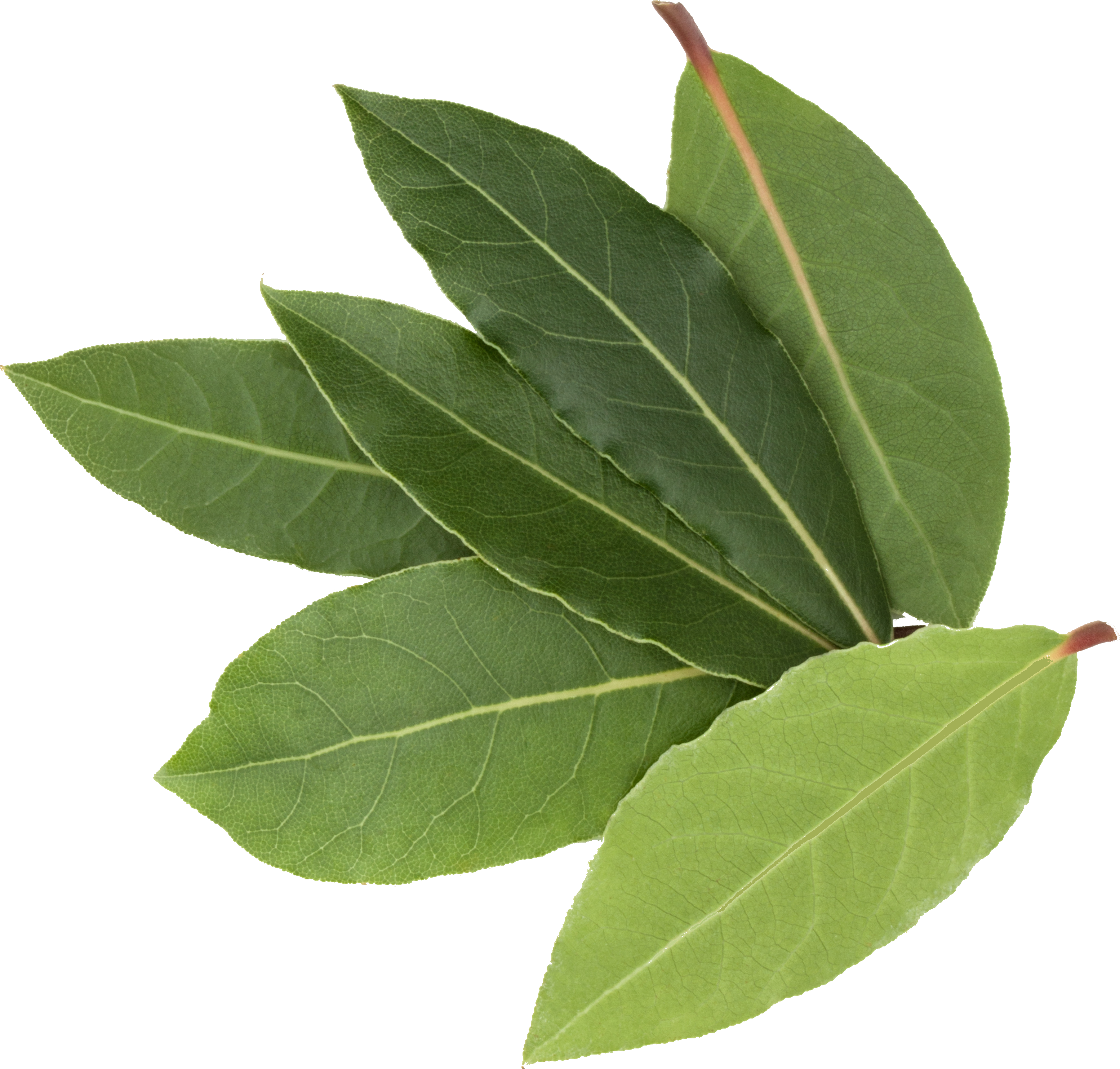 Close-up of bay leaves on a white background