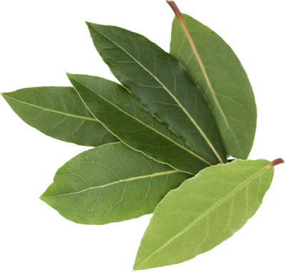 Close-up of bay leaves on a white background