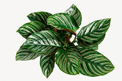 Green leafy calathea plant with white veins on a white background