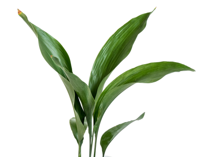 Green leafy cast iron plant on a white background