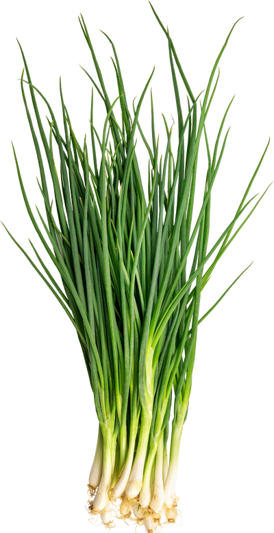 Bunch of green onions on a white background
