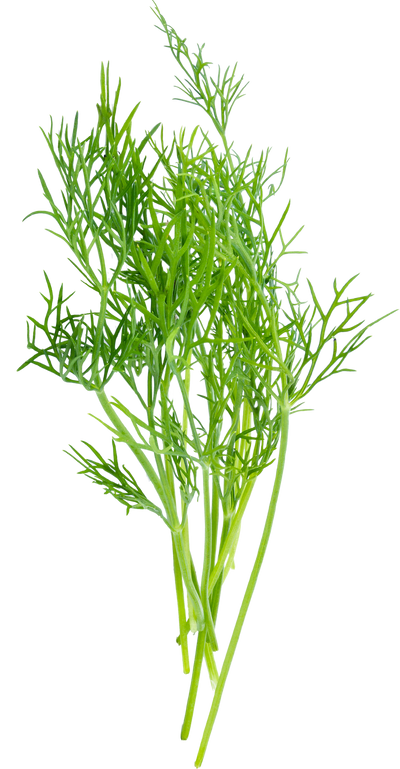 Bunch of fresh dill on a white background