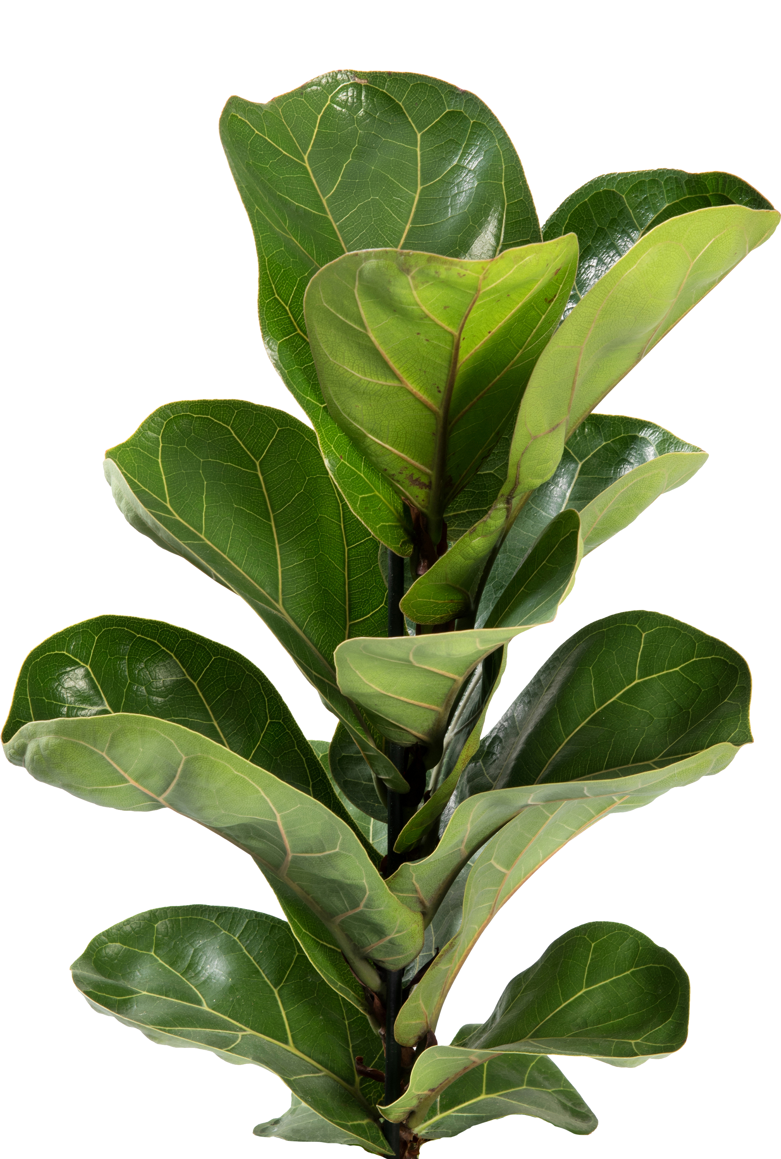 Close-up of a fiddle leaf fig plant with large green leaves on a white background