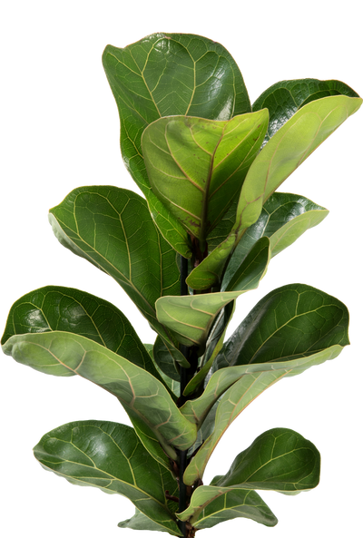 Close-up of a fiddle leaf fig plant with large green leaves on a white background
