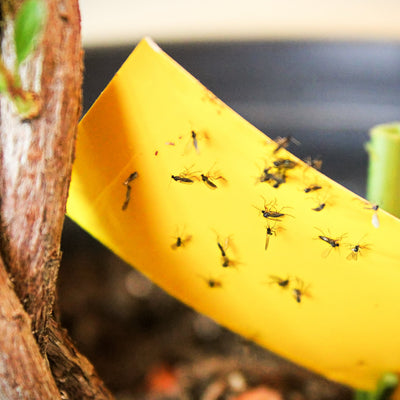 Yellow sticky trap with fungus gnat activity on a plant