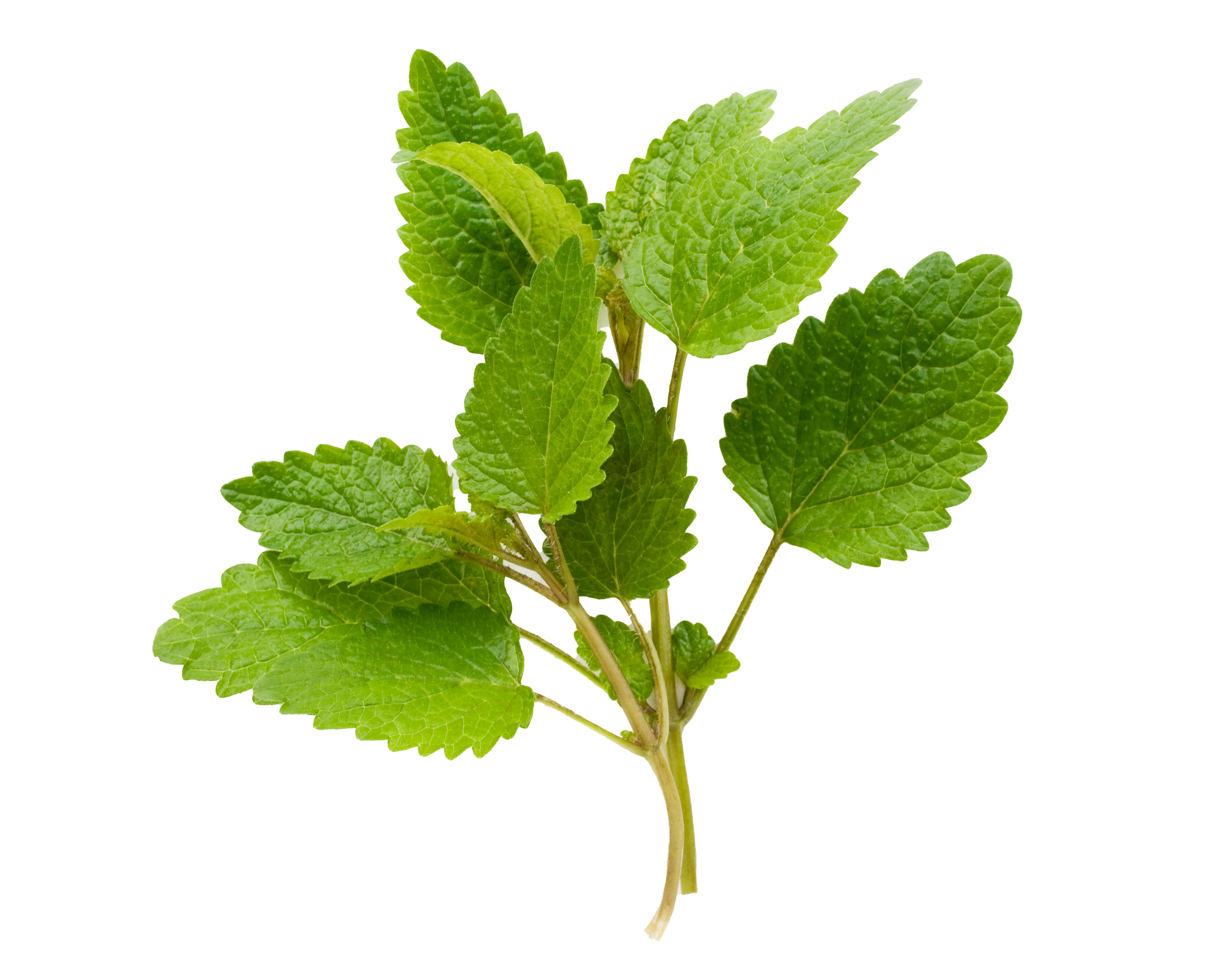 Green leafy lemon balm plant on a white background