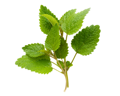 Green leafy lemon balm plant on a white background