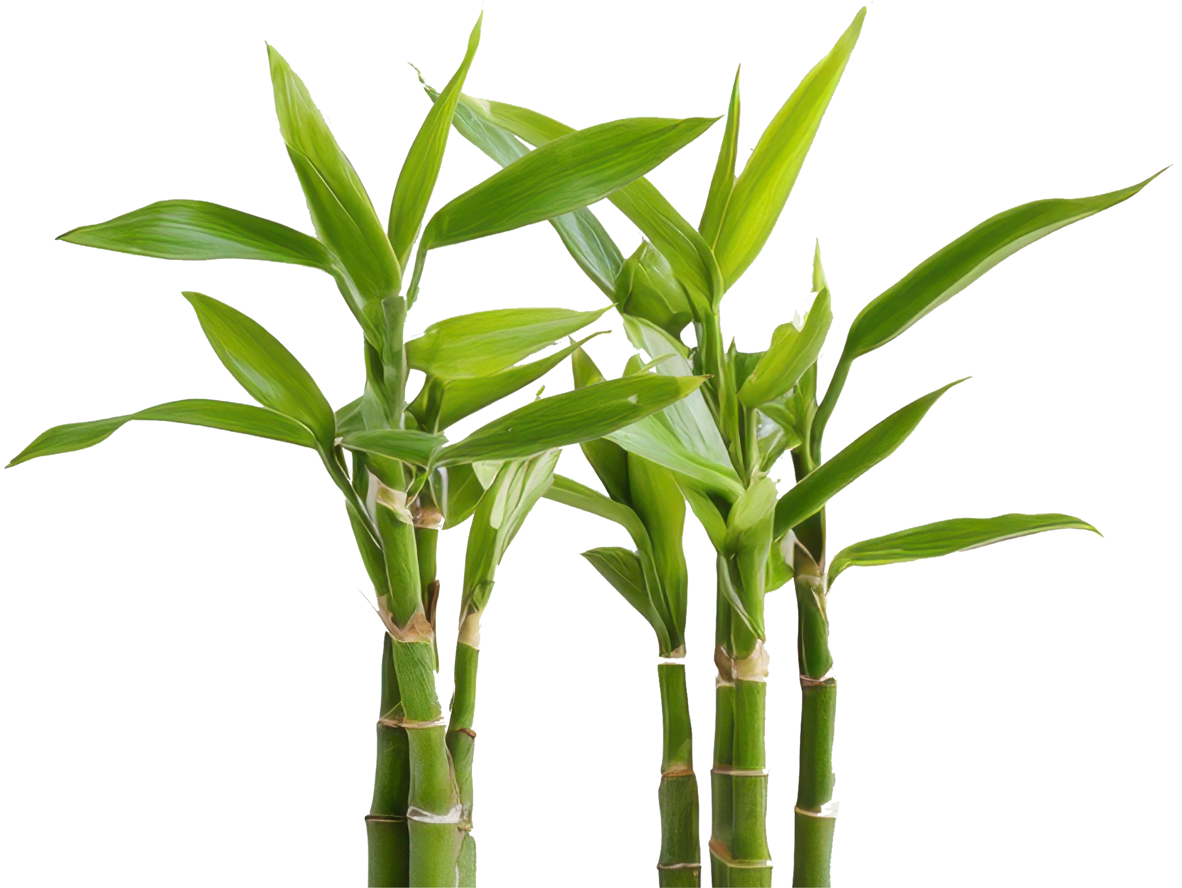 Green lucky bamboo plants on a white background