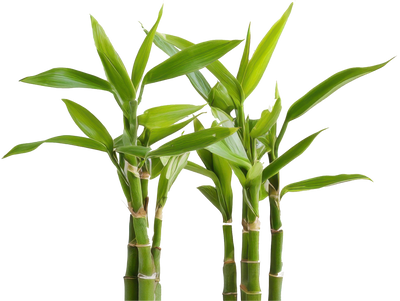 Green lucky bamboo plants on a white background
