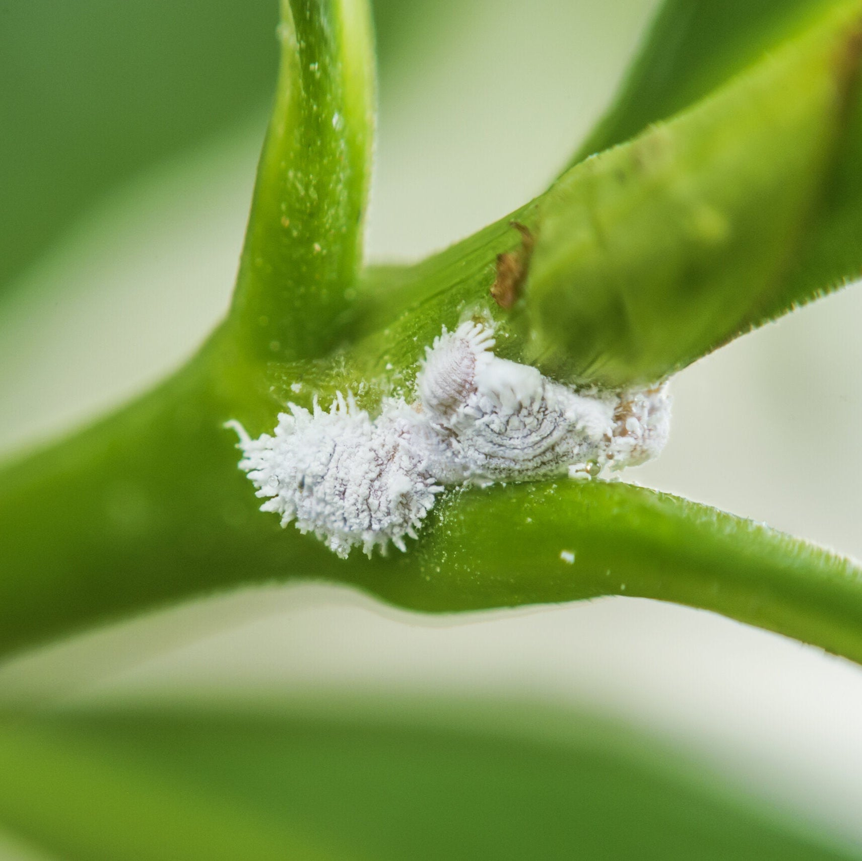 White mealy bug insects on a green leaf