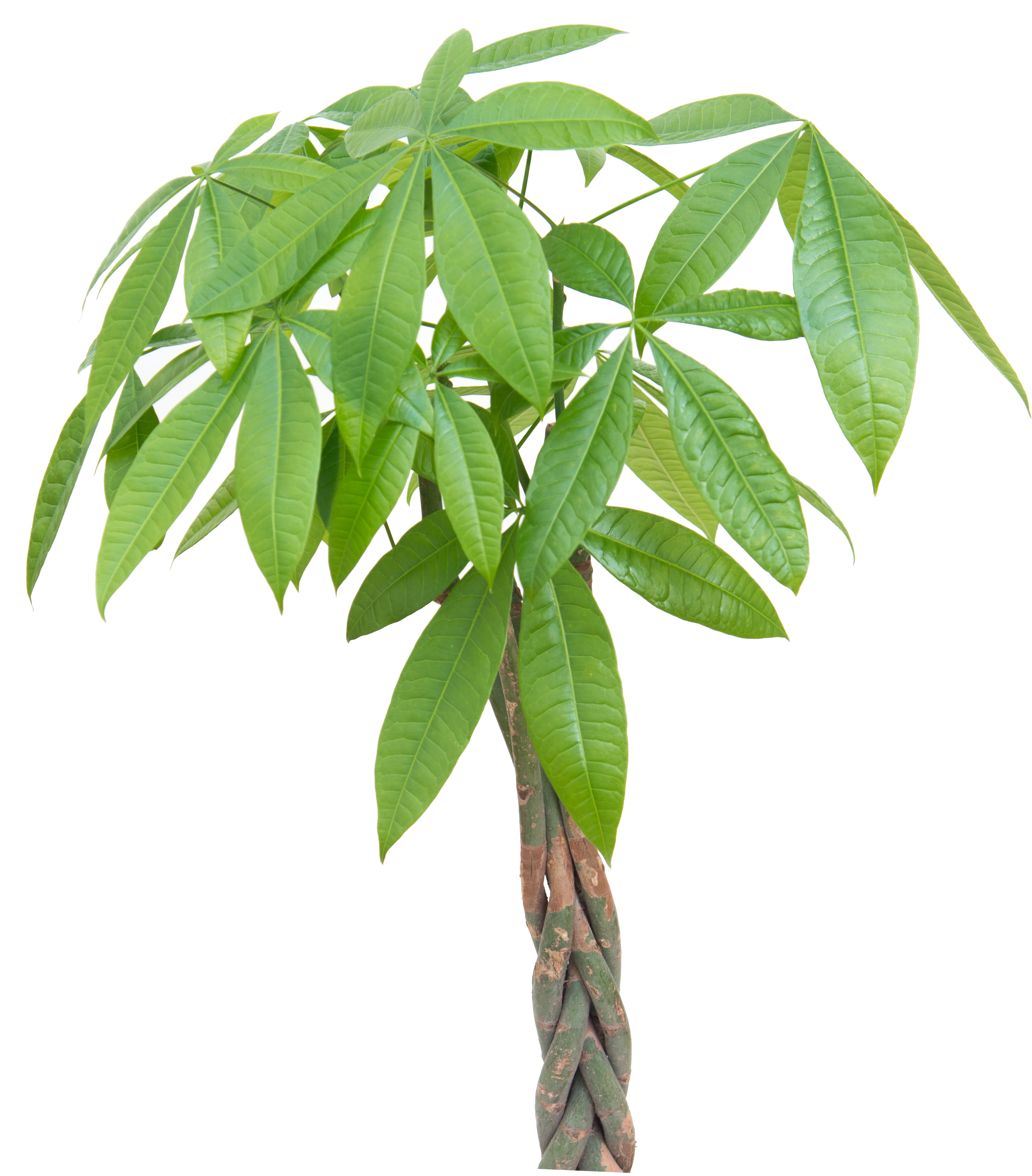 Green pachira aquatica tree with large leaves on a white background