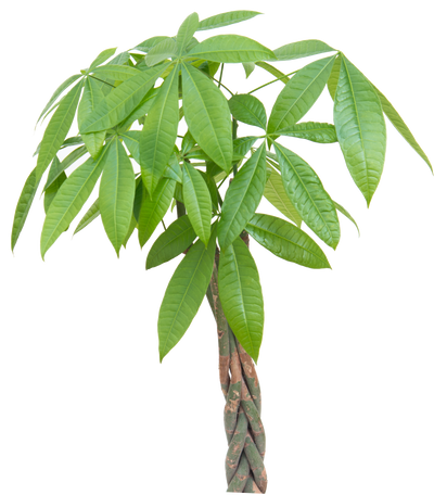 Green pachira aquatica tree with large leaves on a white background