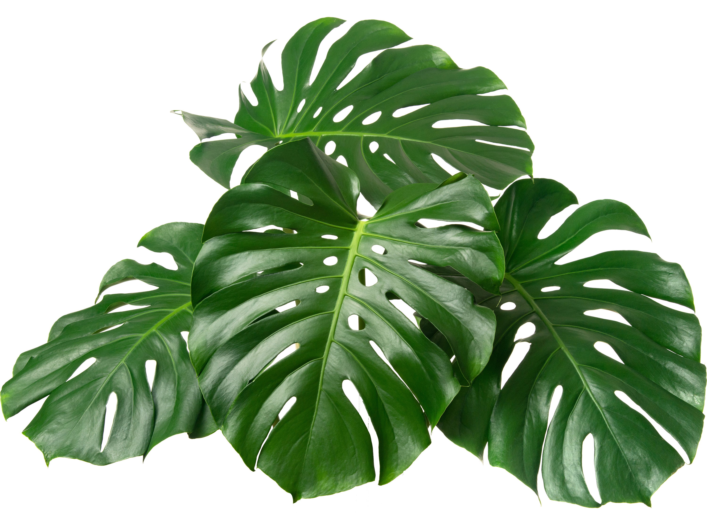 Green tropical monstera leaves on a white background