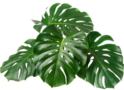 Green tropical monstera leaves on a white background