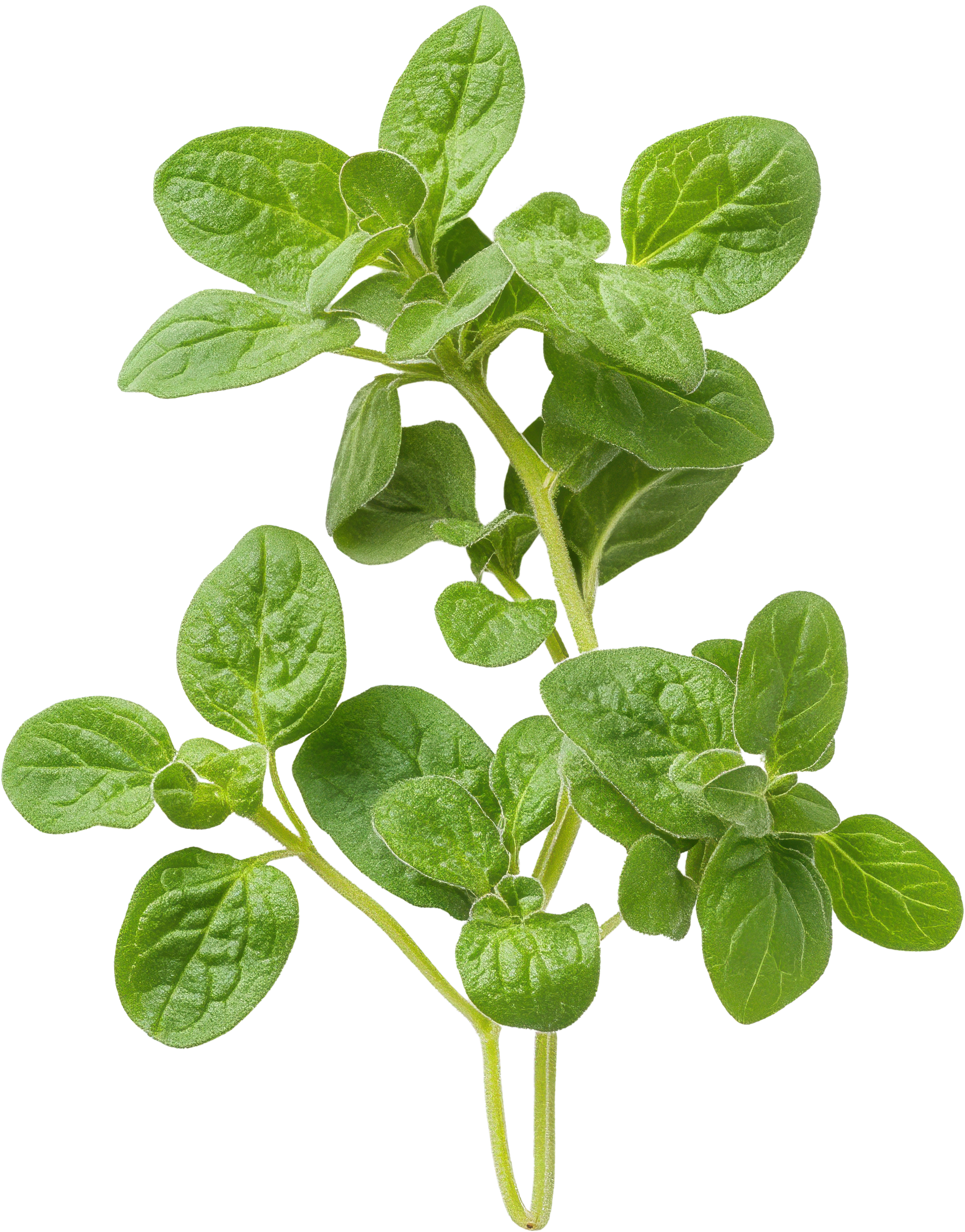 Bunch of fresh oregano leaves on a white background