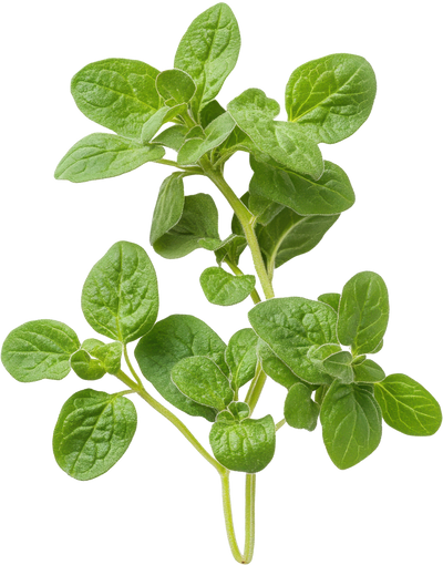 Bunch of fresh oregano leaves on a white background