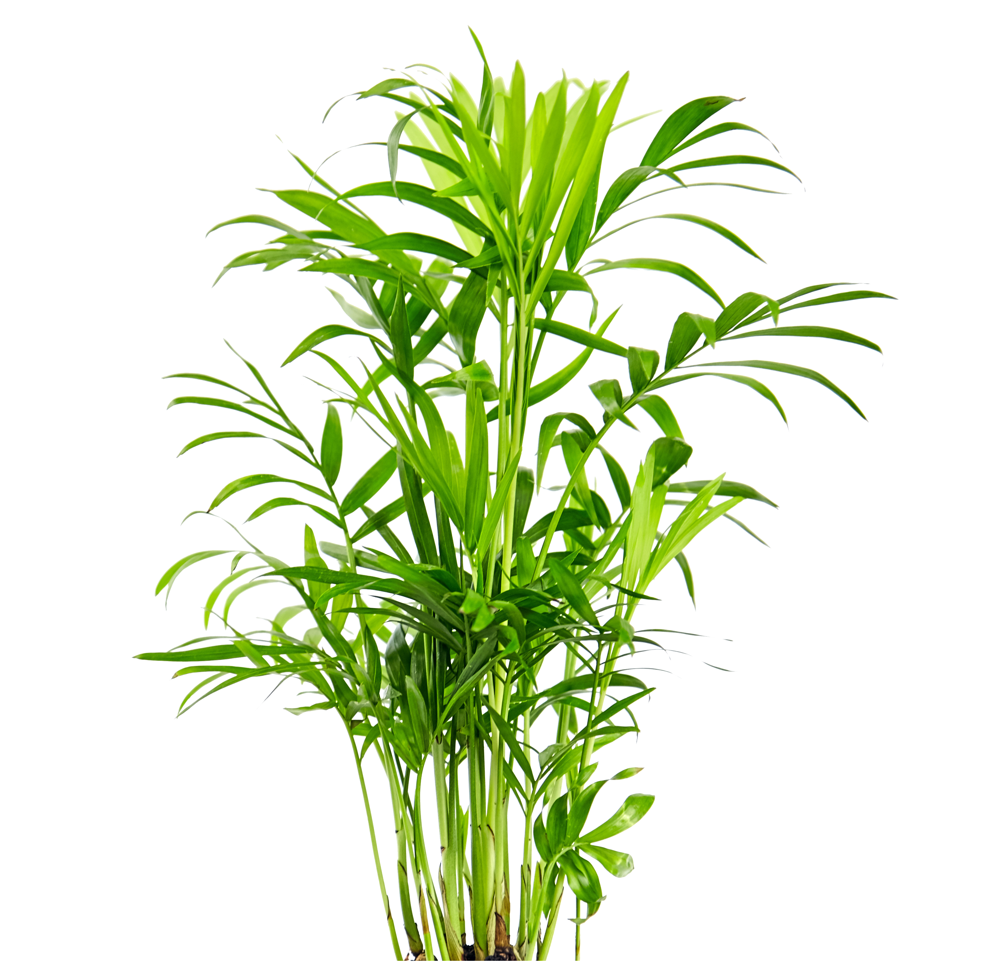 Green parlor palm plant on a white background