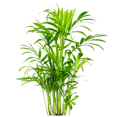 Green parlor palm plant on a white background